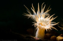 White stinging anemone. by Thomas Heran 